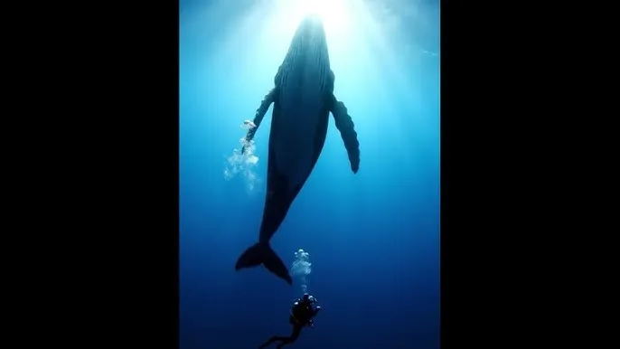 在线观看打扑克网站 - 深蓝星球：探索海洋深处的未知世界